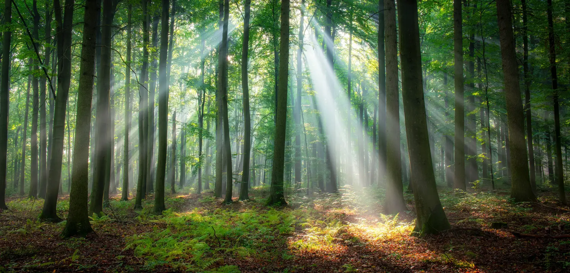 Subconscious Transformation Coaching Subconscious Transformation Coaching